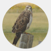 B33 Swainson's Hawk