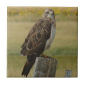 B33 Swainson's Hawk Tegeltje (Voorkant)