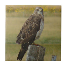 B33 Swainson's Hawk Tegeltje