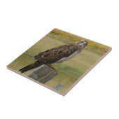 B33 Swainson's Hawk Tegeltje (Zijkant)