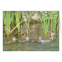 B34 Moeder Duck en Ducklings