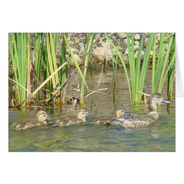 B34 Moeder Duck en Ducklings (Voorkant Horizontaal)