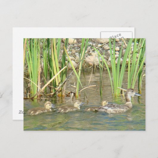 B34 Moeder Duck en Ducklings Briefkaart (Voorkant / Achterkant)