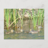 B34 Moeder Duck en Ducklings Briefkaart (Voorkant)