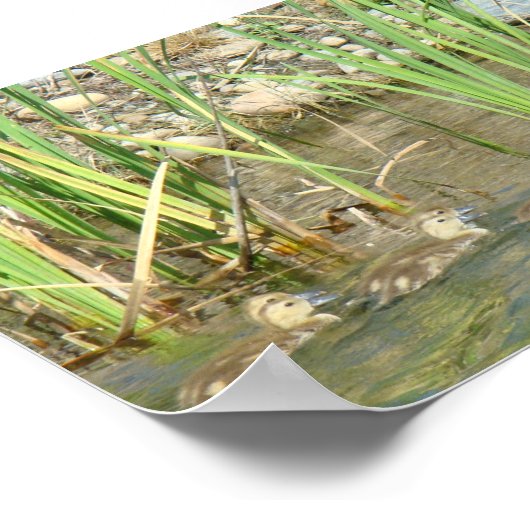 B34 Moeder Duck en Ducklings Poster (Hoek)