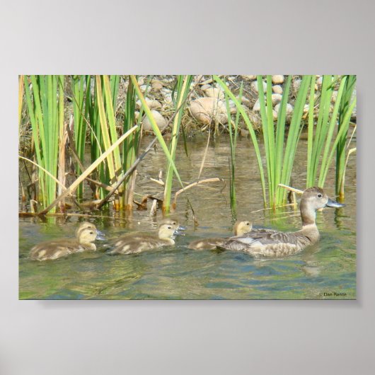 B34 Moeder Duck en Ducklings Poster (Voorkant)