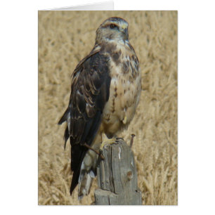 B35 Ferruginous Hawk