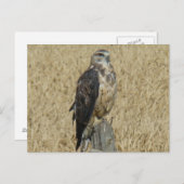B35 Ferruginous Hawk Briefkaart (Voorkant / Achterkant)