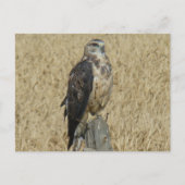 B35 Ferruginous Hawk Briefkaart (Voorkant)