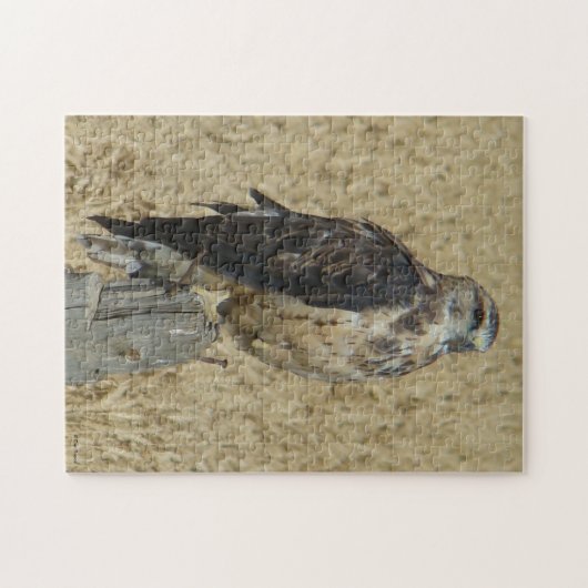 B35 Ferruginous Hawk in Wheat Field Legpuzzel (Horizontaal)