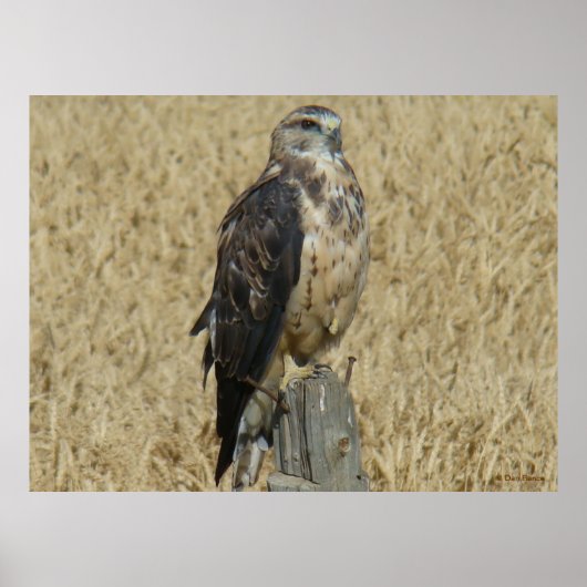 B35 Ferruginous Hawk in Wheat Field Poster (Voorkant)