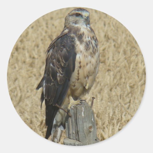 B35 Roestbruine Havik in Tarweveld Ronde Sticker (Voorkant)