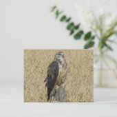 B35 Roestkleurige Buizerd Briefkaart (Staand voorkant)