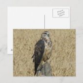 B35 Roestkleurige Buizerd Briefkaart (Voorkant / Achterkant)