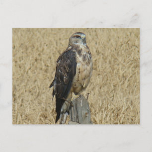 B35 Roestkleurige Buizerd Briefkaart