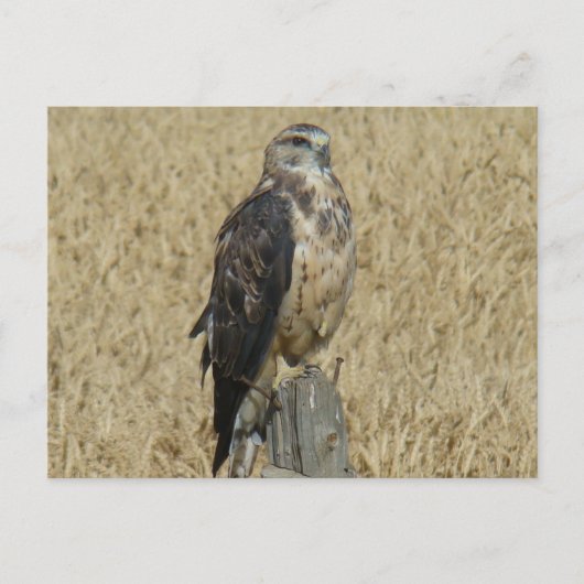 B35 Roestkleurige Buizerd Briefkaart (Voorkant)