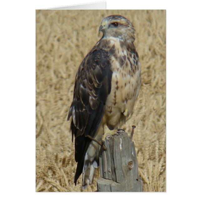 B36 Ferruginous Hawk (Voorkant)