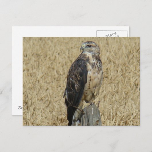 B36 Ferruginous Hawk Briefkaart (Voorkant / Achterkant)