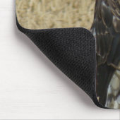 B36 Ferruginous Hawk in Wheat Field Muismat (Hoek)