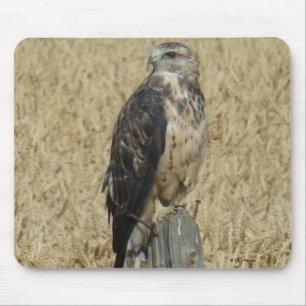 B36 Ferruginous Hawk in Wheat Field Muismat
