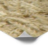 B36 Ferruginous Hawk in Wheat Field Poster (Hoek)