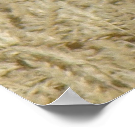 B36 Ferruginous Hawk in Wheat Field Poster (Hoek)