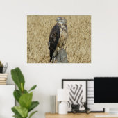 B36 Ferruginous Hawk in Wheat Field Poster (Thuiskantoor)