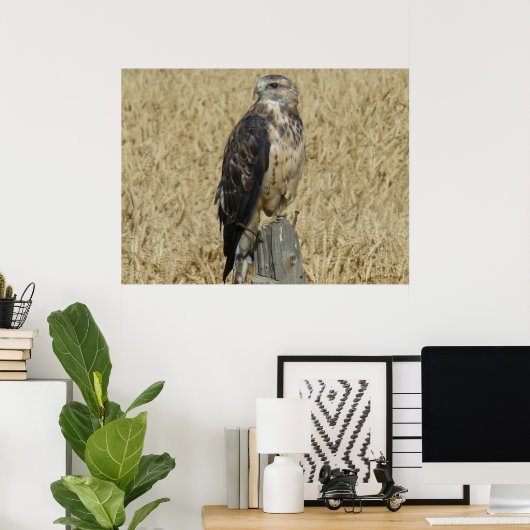B36 Ferruginous Hawk in Wheat Field Poster (Thuiskantoor)