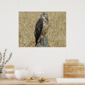 B36 Ferruginous Hawk in Wheat Field Poster (Keuken)