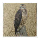 B36 Ferruginous Hawk in Wheat Field Tegeltje (Voorkant)