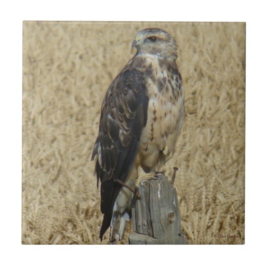 B36 Ferruginous Hawk in Wheat Field Tegeltje (Voorkant)