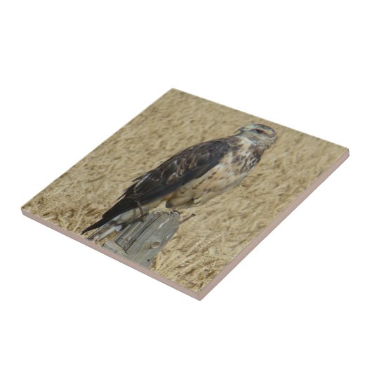 B36 Ferruginous Hawk in Wheat Field Tegeltje (Zijkant)