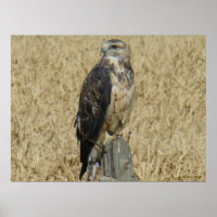 B36 IJzerbuizerd in Tarweveld