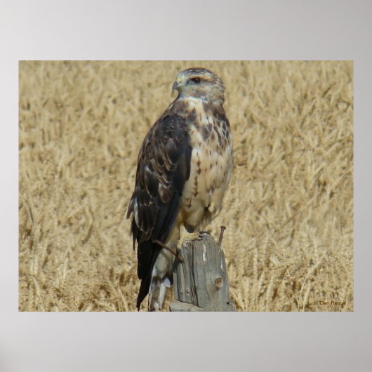 B36 IJzerbuizerd in Tarweveld Poster (Voorkant)