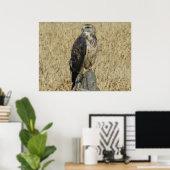 B36 IJzerbuizerd in Tarweveld Poster (Thuiskantoor)