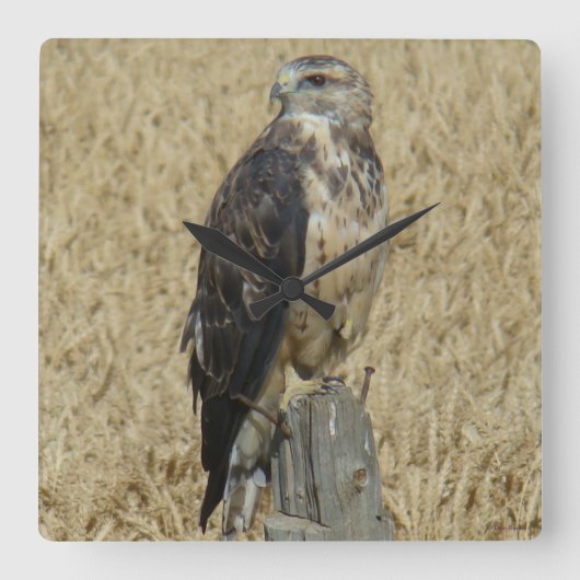 B36 IJzerbuizerd in Tarweveld Vierkante Klok (Voorkant)