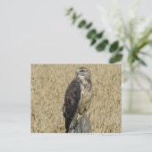 B36 Roestkleurige Buizerd Briefkaart (Staand voorkant)