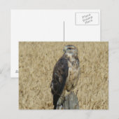 B36 Roestkleurige Buizerd Briefkaart (Voorkant / Achterkant)