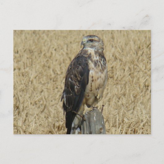 B36 Roestkleurige Buizerd Briefkaart (Voorkant)