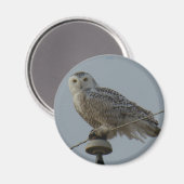 B38 Sneeuwuil Magneet (Voorkant / Achterkant)