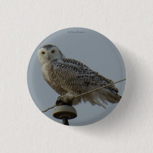 B38 Sneeuwuil Ronde Button 3,2 Cm