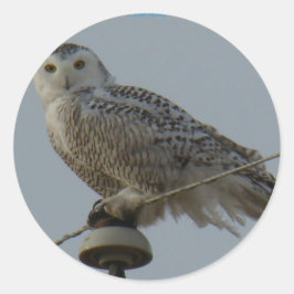 B38 Sneeuwuil Ronde Sticker