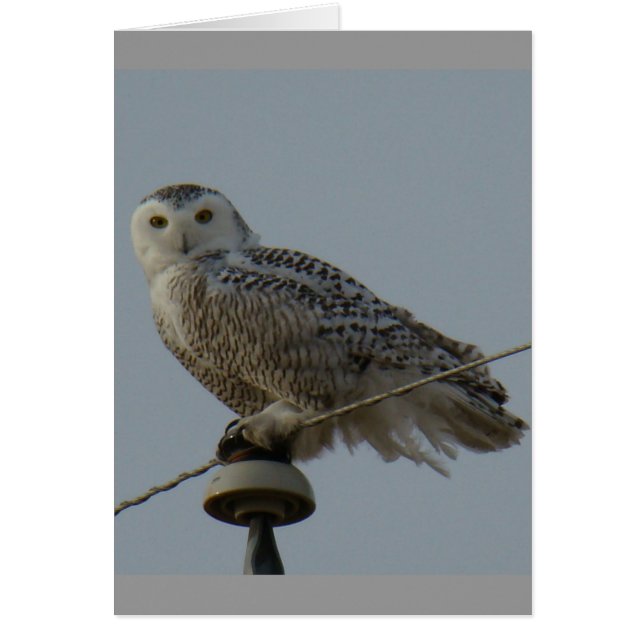 B38 Snowy Owl (Voorkant)