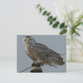 B38 Snowy Owl Briefkaart (Staand voorkant)
