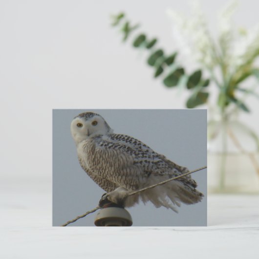 B38 Snowy Owl Briefkaart (Staand voorkant)