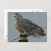 B38 Snowy Owl Briefkaart (Voorkant / Achterkant)