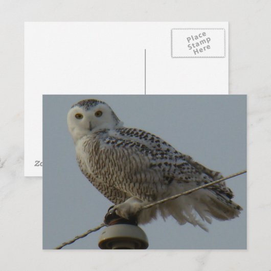 B38 Snowy Owl Briefkaart (Voorkant / Achterkant)
