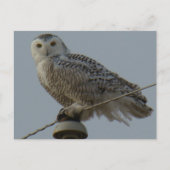 B38 Snowy Owl Briefkaart (Voorkant)