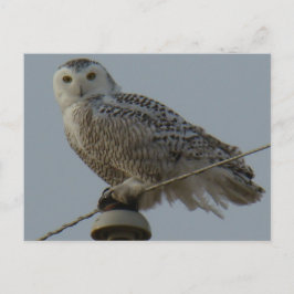 B38 Snowy Owl Briefkaart