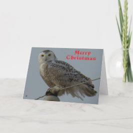 B38 Snowy Owl Christmas Card Bedankkaart